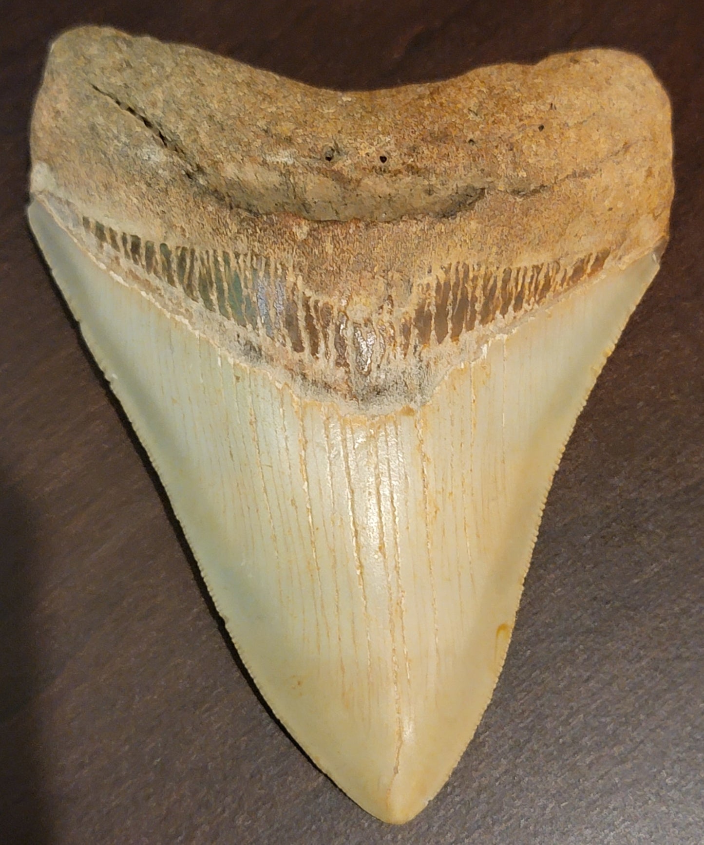 Megaladon Tooth 4.25"