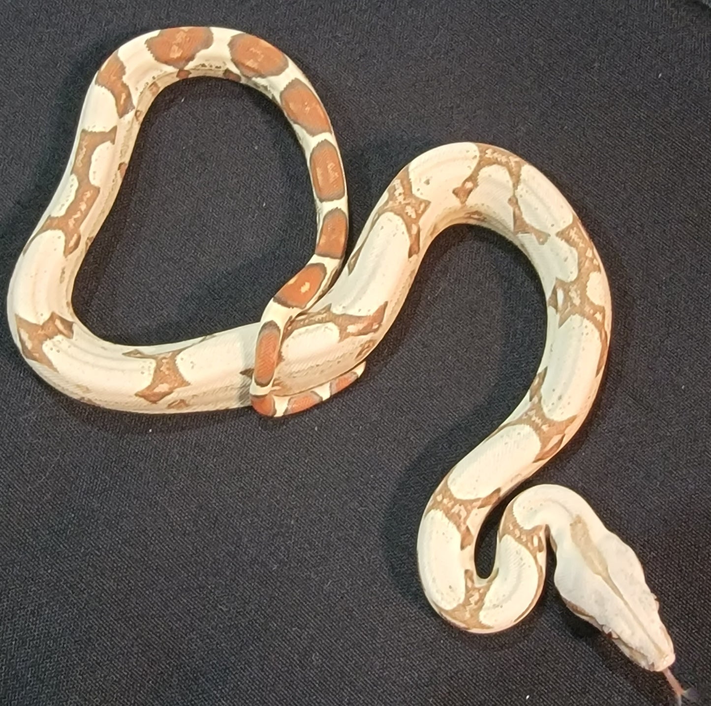 VPI T+ Albino Boa - M