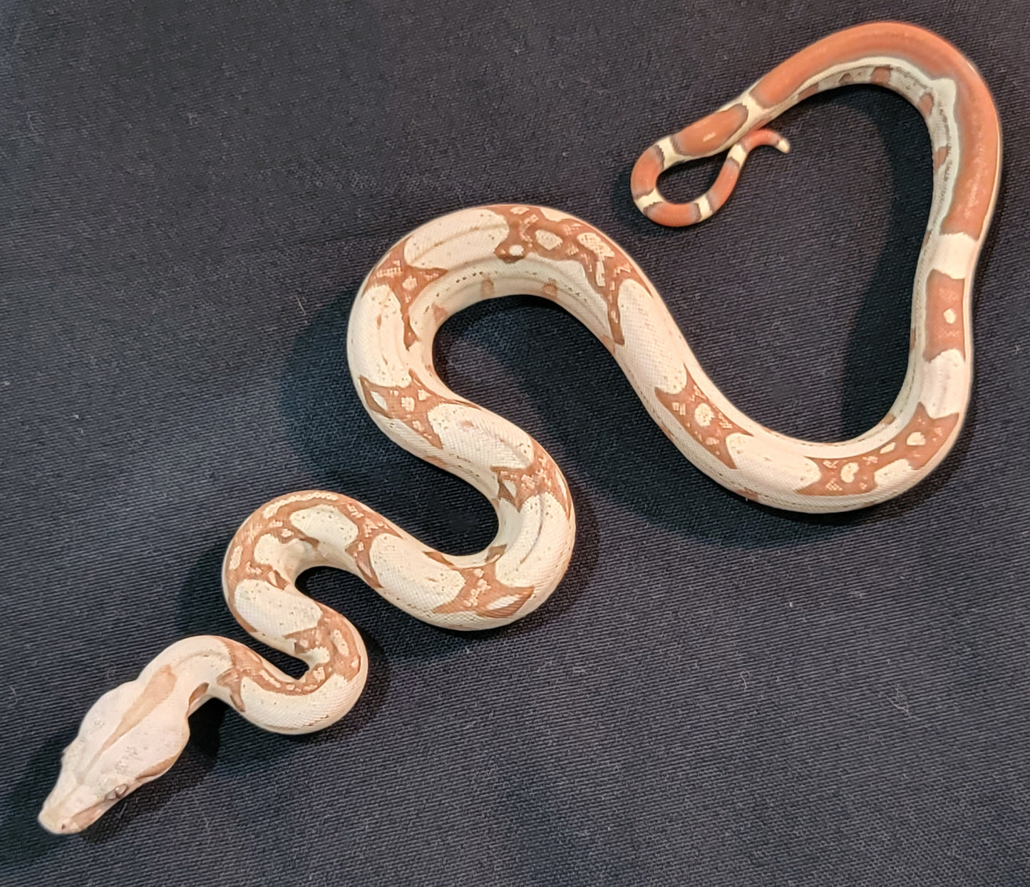 VPI T+ Albino Jungle Boa - F