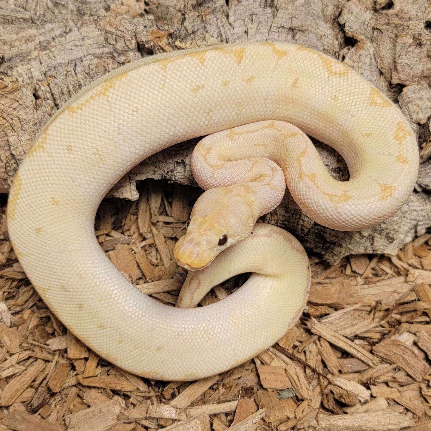 Banana Lemon Blast Clown - M
