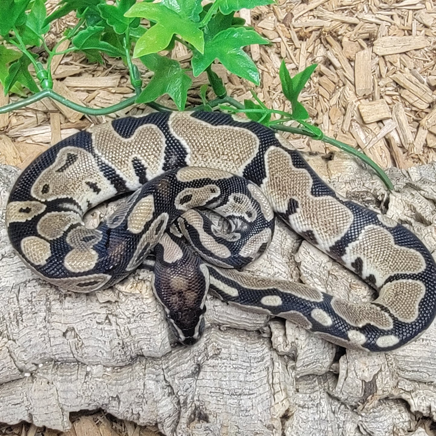 Double het Lightning Pied - M