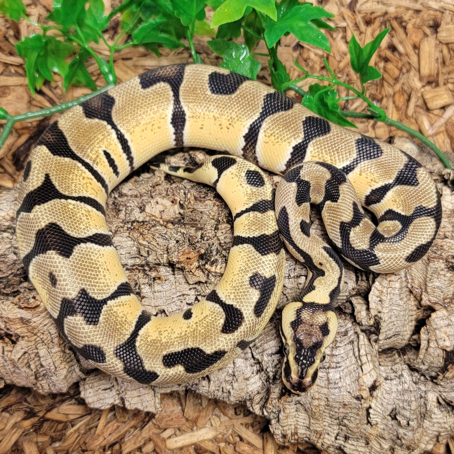 Enchi Pastel Orange Dream het Clown - F
