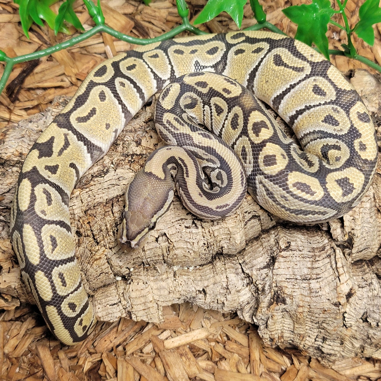 Hypo poss Disco - F