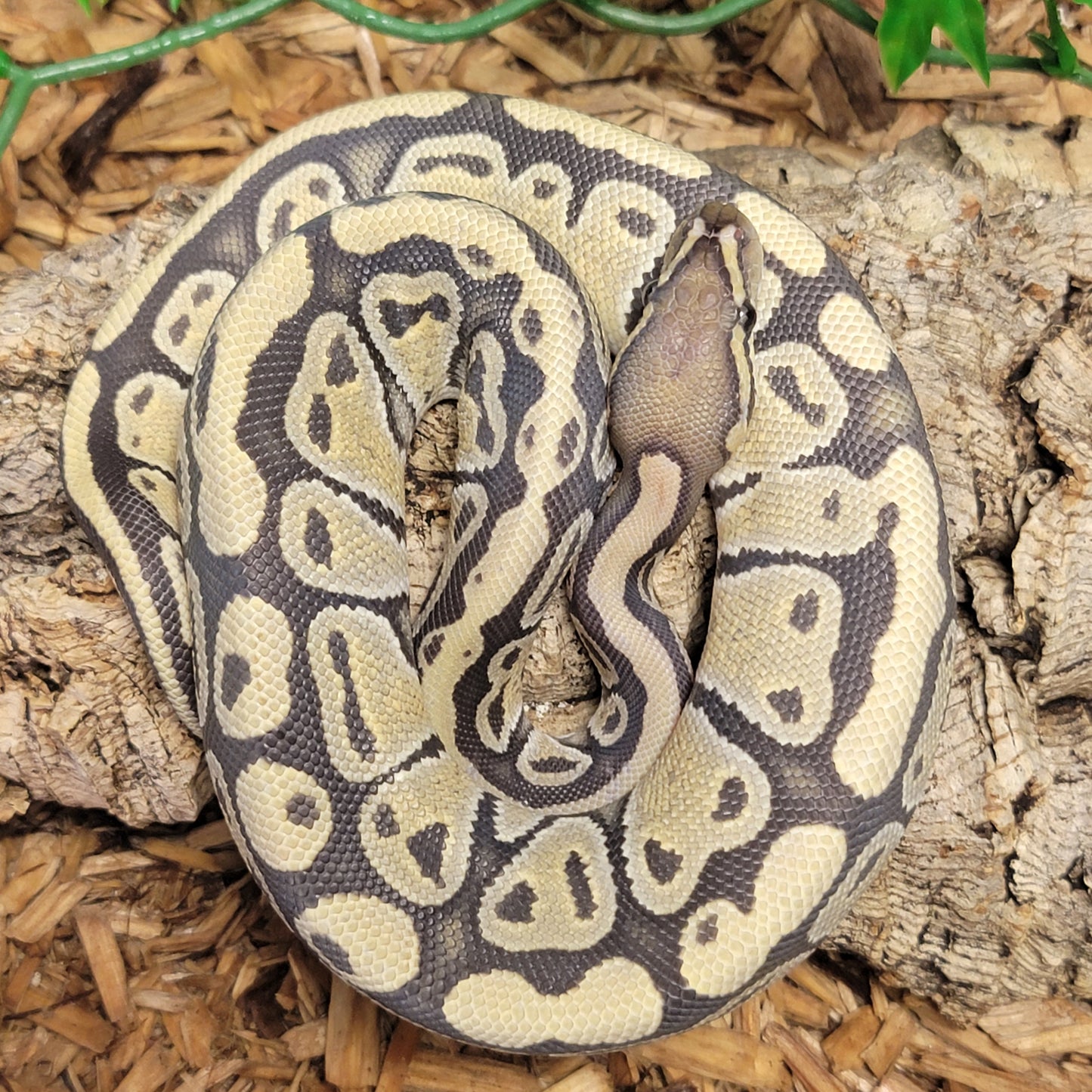 Hypo poss Disco - F