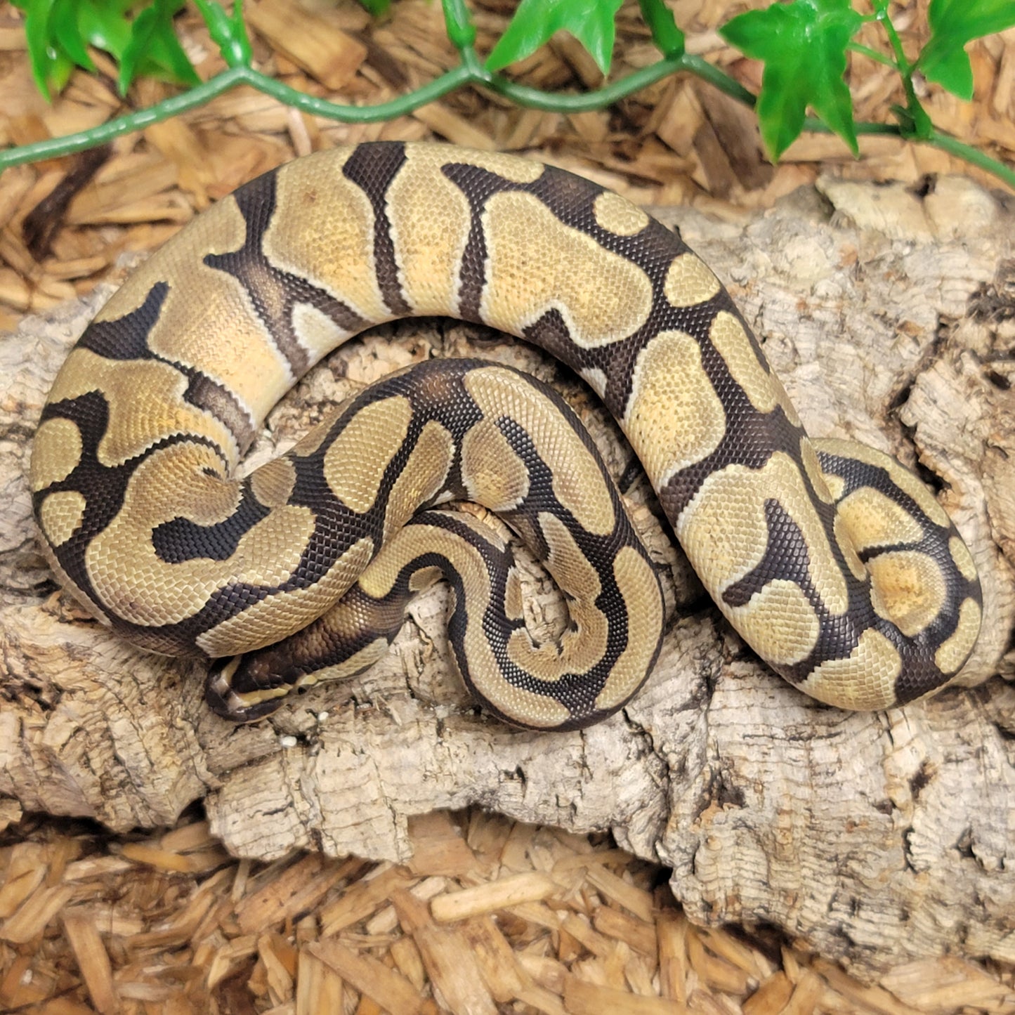 Enchi het Hypo - F