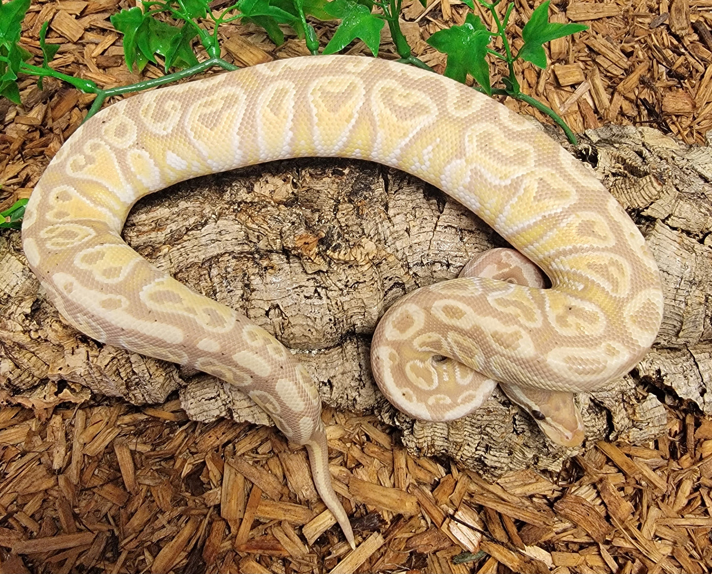 Pastel Blitz Banana - F
