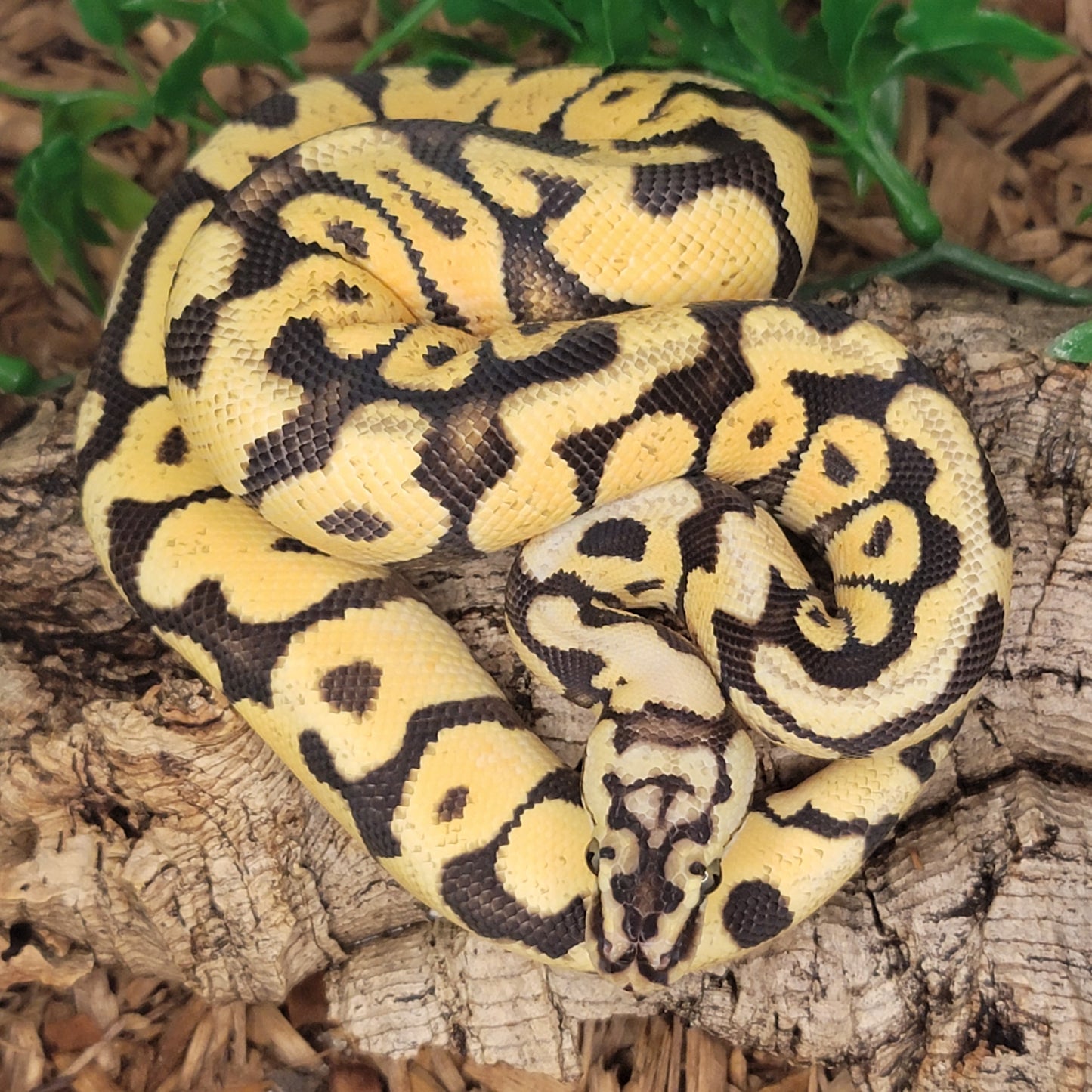 Pastel Enchi Spotnose poss Orange Dream het Clown - M