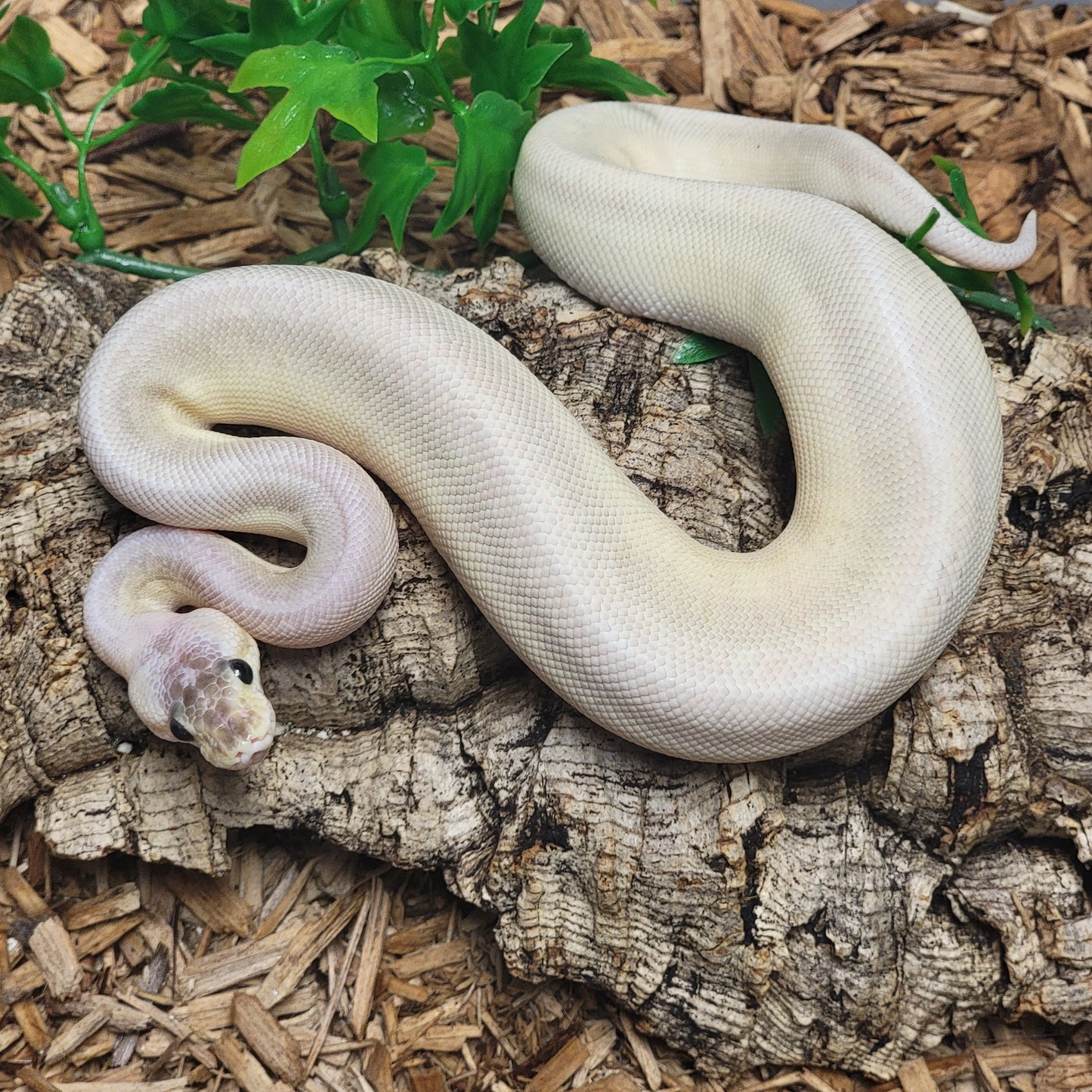 Super Pastel Pinstripe Yellowbelly Mojave Cinnamon - M