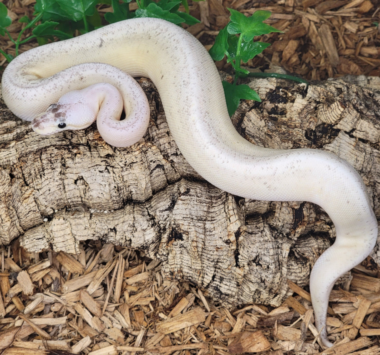 Super Pastel Pinstripe Yellowbelly Mojave Cinnamon - F