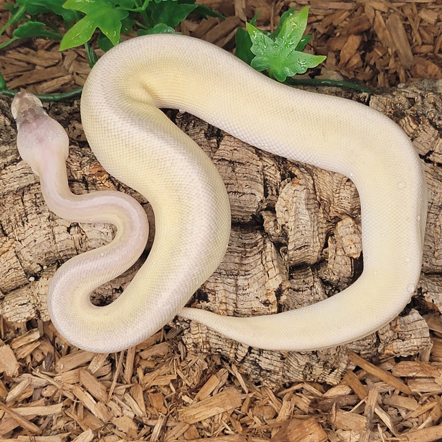 Super Pastel Pinstripe Yellowbelly Mojave Cinnamon - F