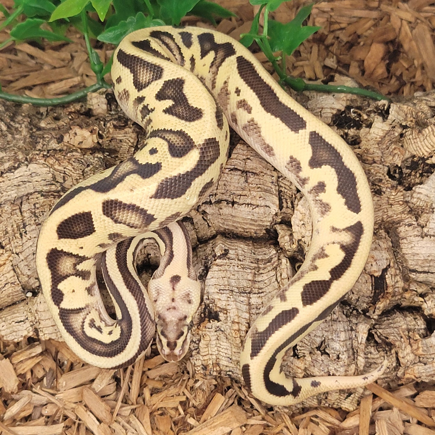 Firefly Leopard 66% het Clown - M