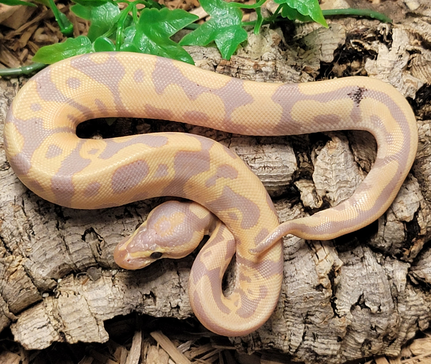 Banana Yellow Belly Leopard (Paradox) - M