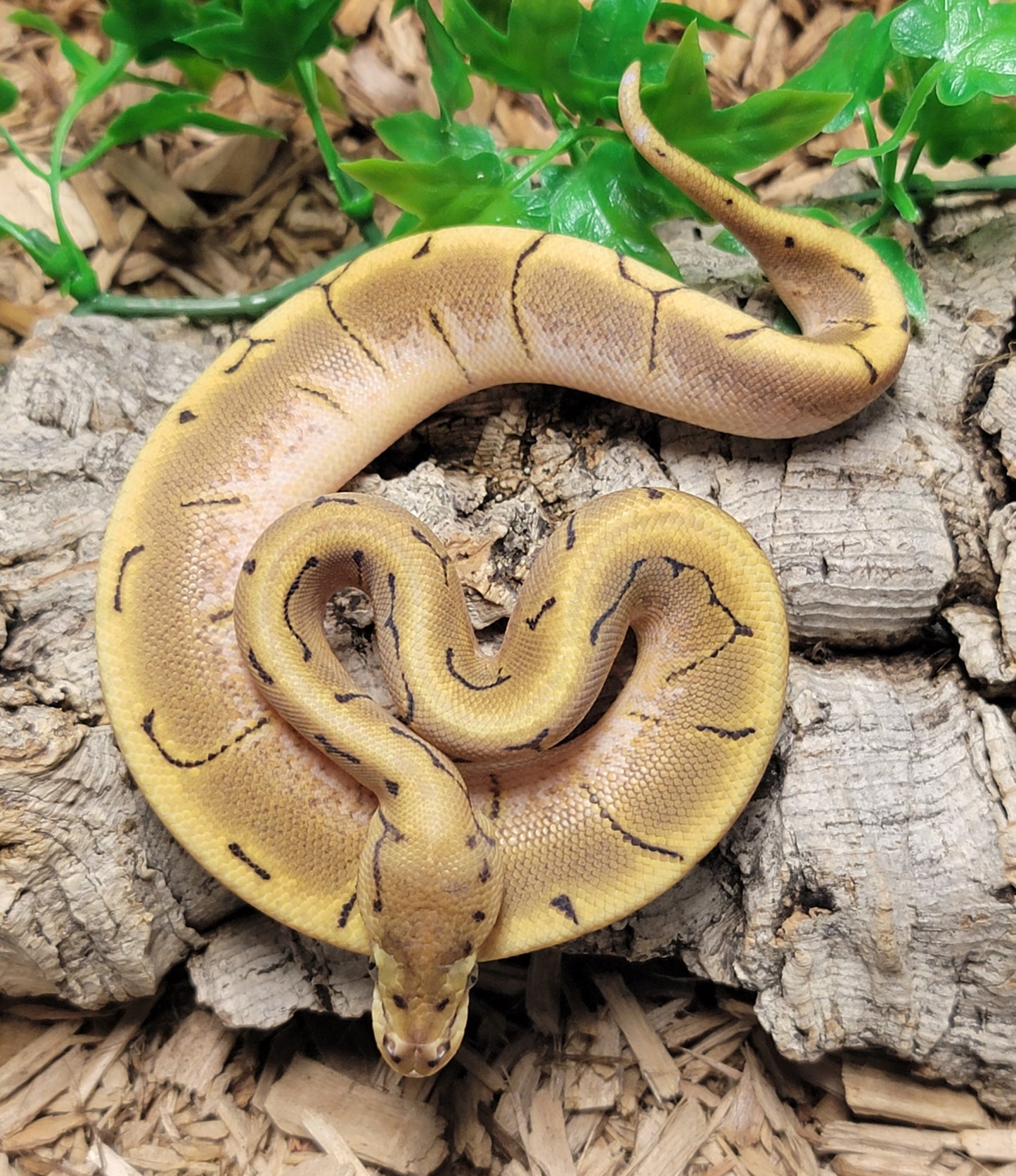Spider Pinstripe het Hypo - F