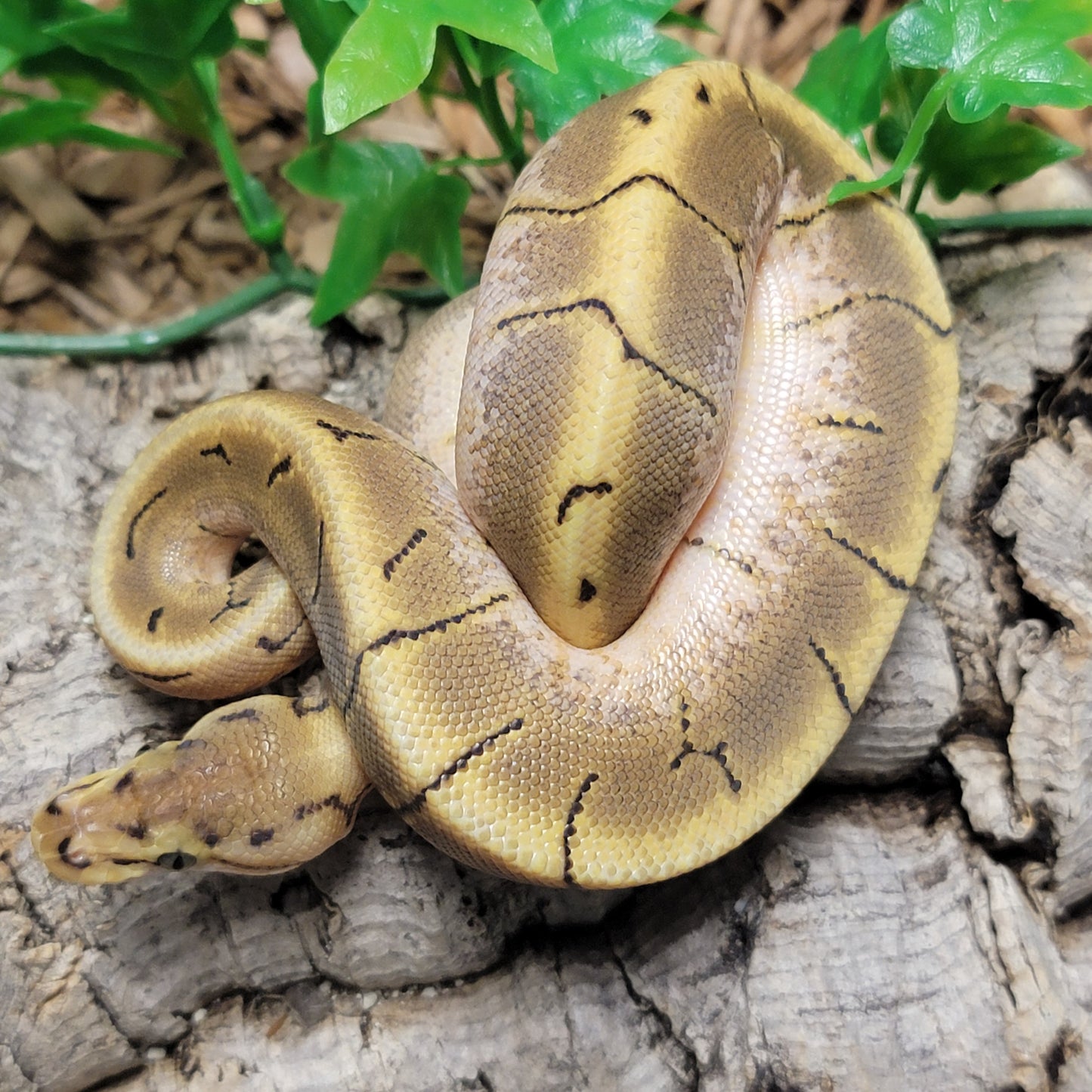 Spider Pinstripe het Hypo - F