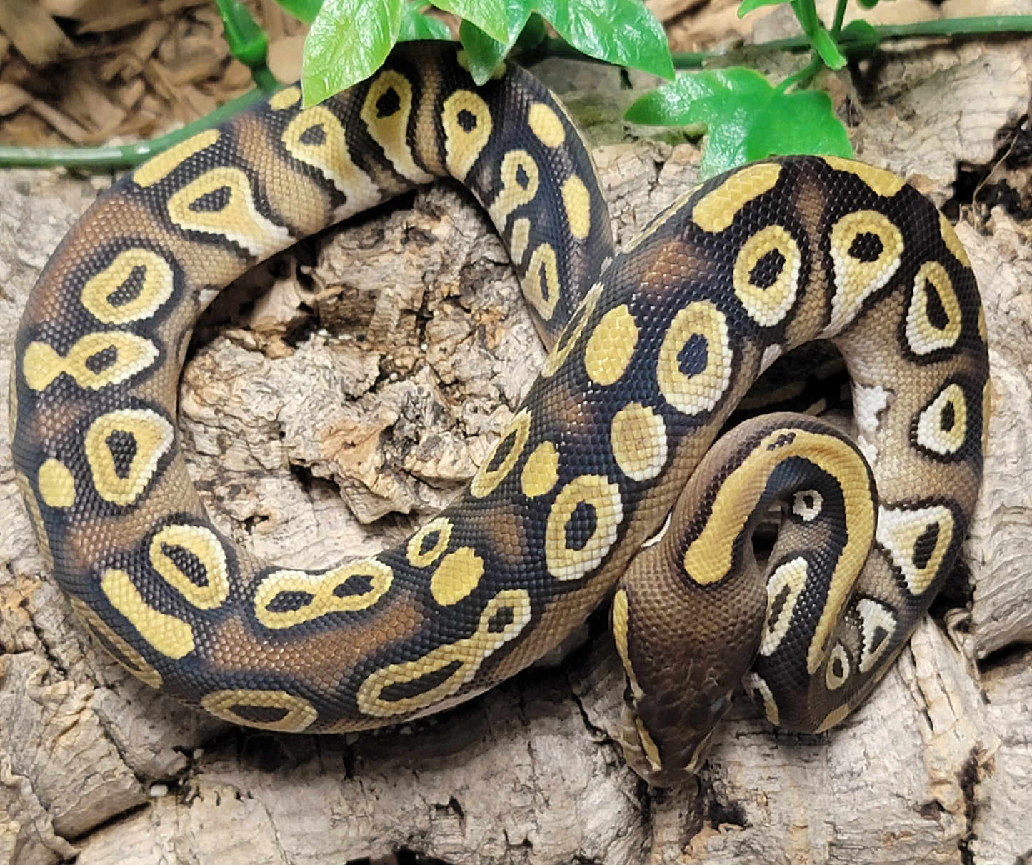 Mojave - M