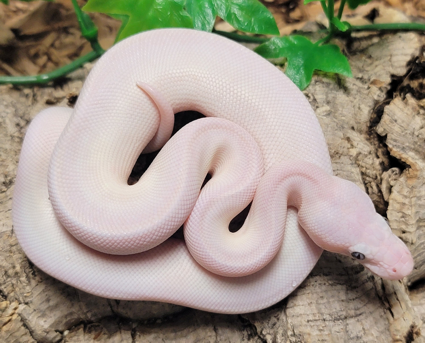 Blue Eyed Leucistic (Mojave X Mocha) poss Granite - M