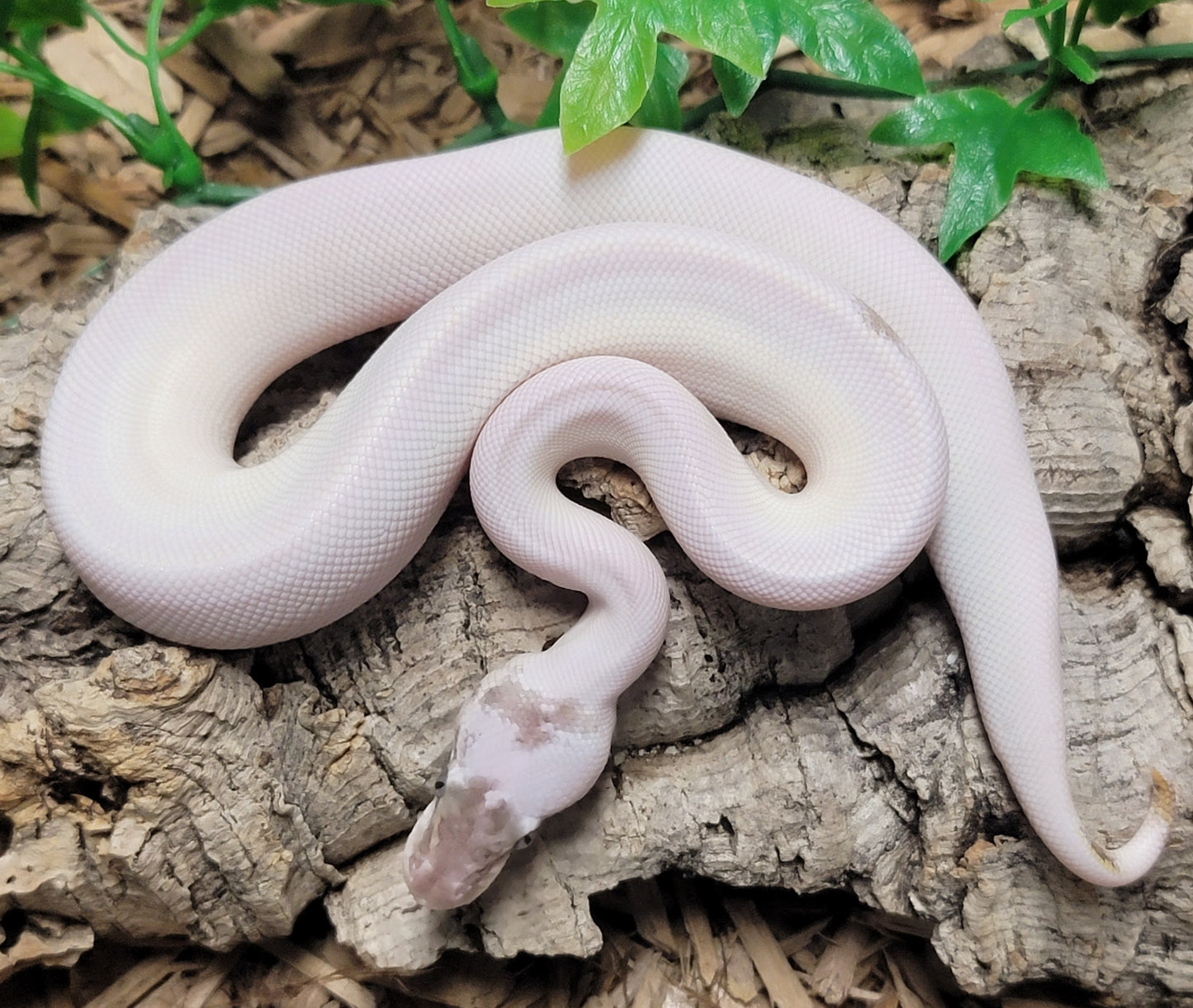 Blue Eyed Leucistic (Mojave X Mocha) poss Granite Paradox - M
