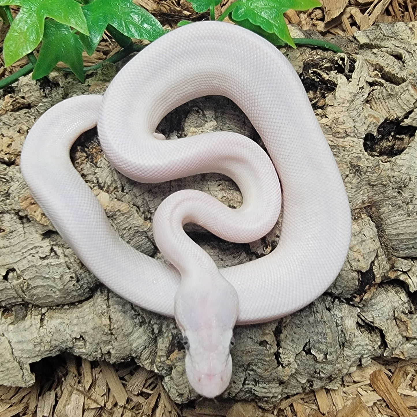 Blue Eyed Leucistic (Mojave Lesser) poss GHI - M