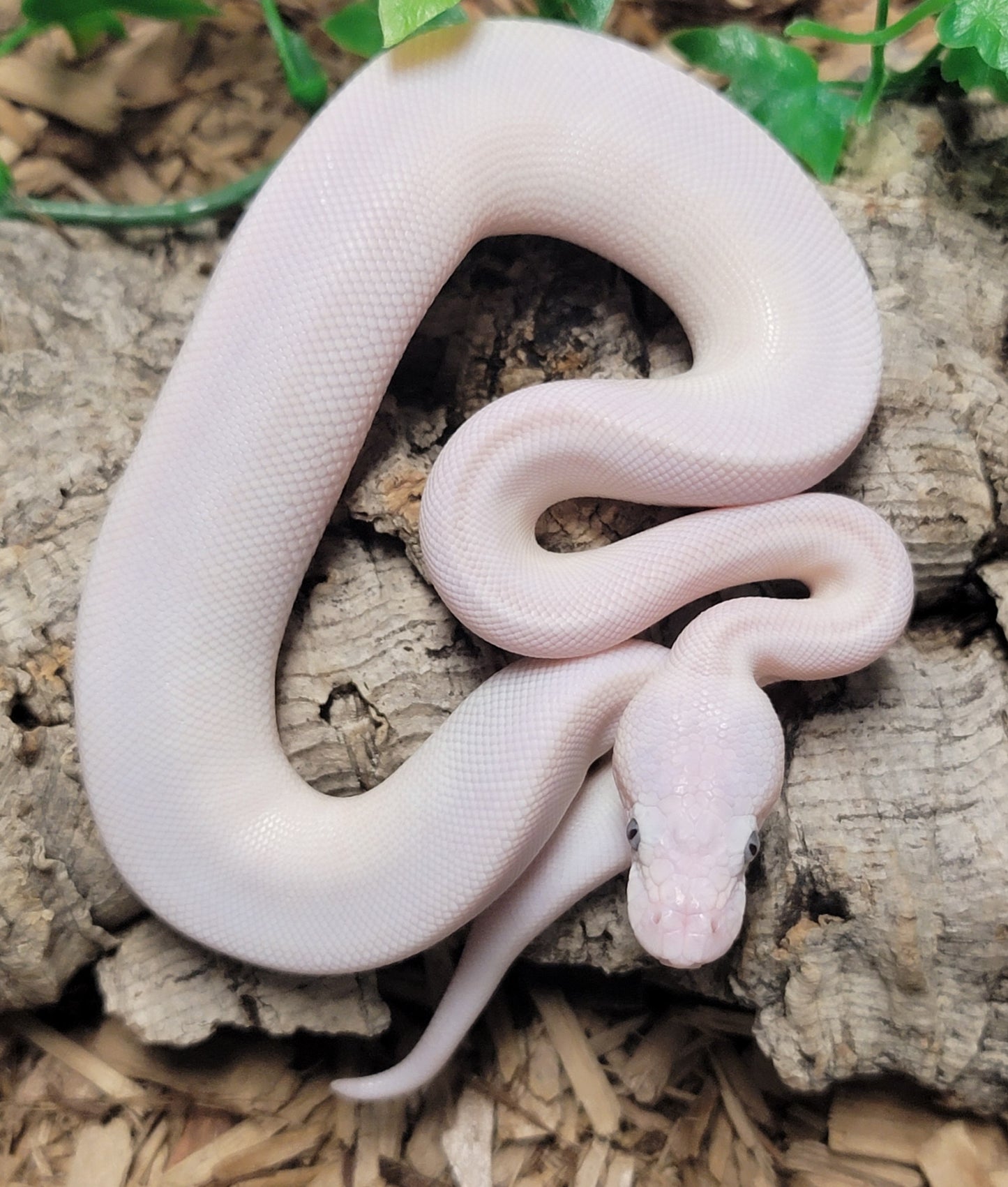 Blue Eyed Leucistic (Mojave Lesser) poss GHI - F