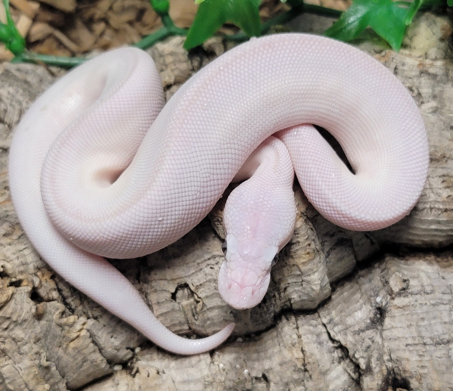 Blue Eyed Leucistic (Mojave Lesser) poss GHI - F