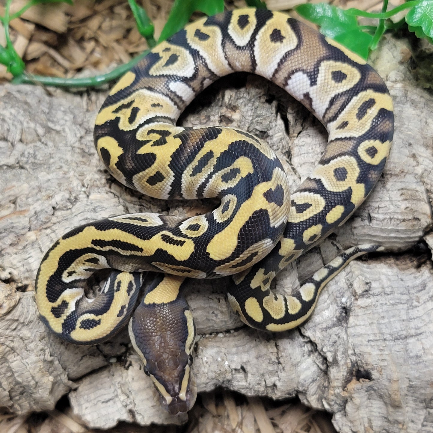 Mojave - F