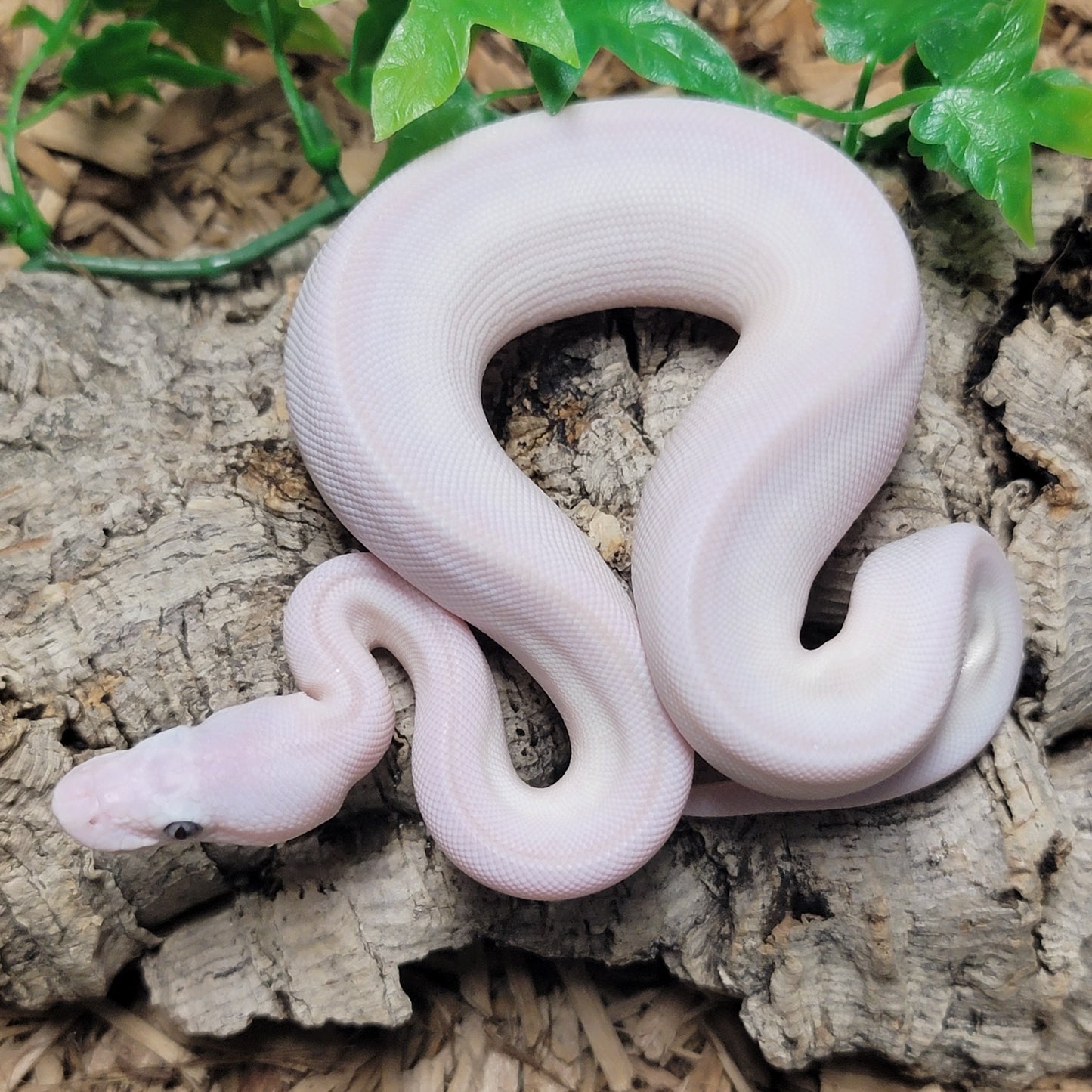 Blue Eyed Leucistic (Mojave X Mocha) poss OD, Spotnose, Sunkiss - F