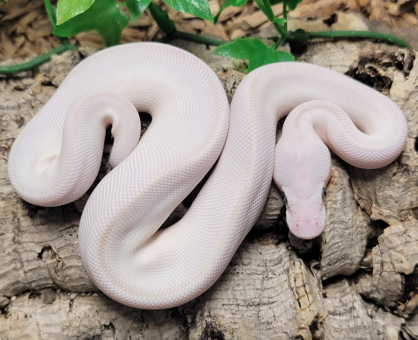 Blue Eyed Leucistic (MojaveXRusso) - M