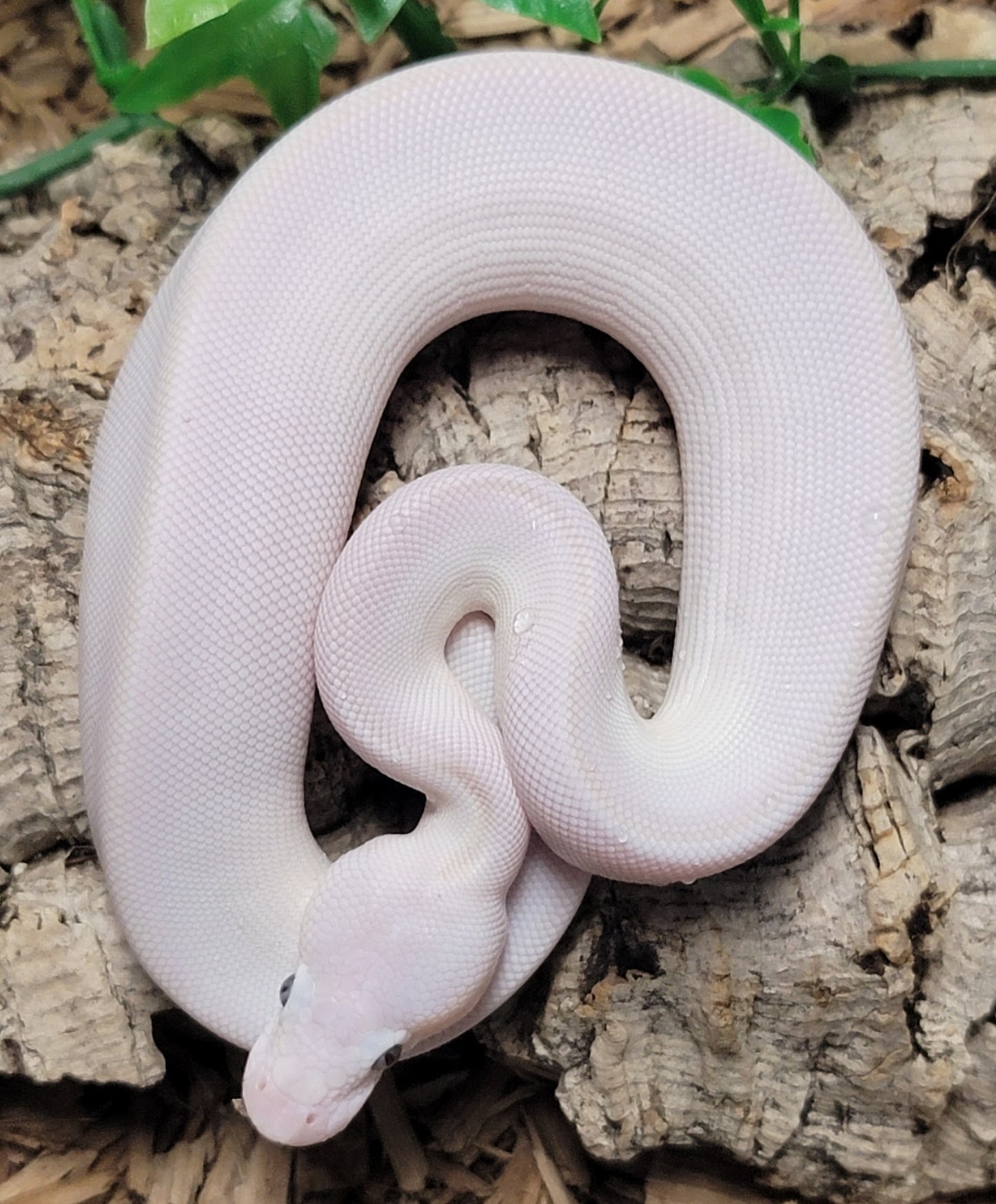 Blue Eyed Leucistic (MojaveXRusso) - F