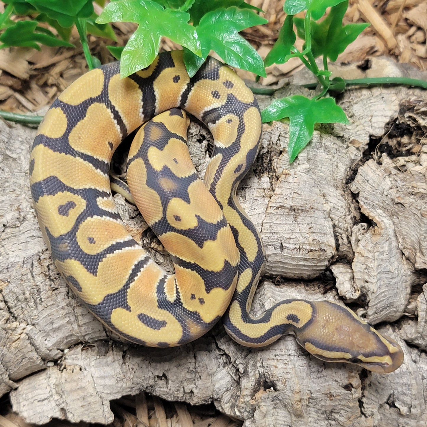Hypo Orange Dream Disco - M