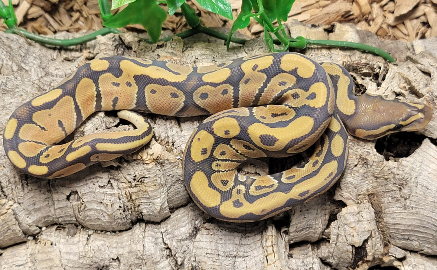 Hypo Orange Dream - M