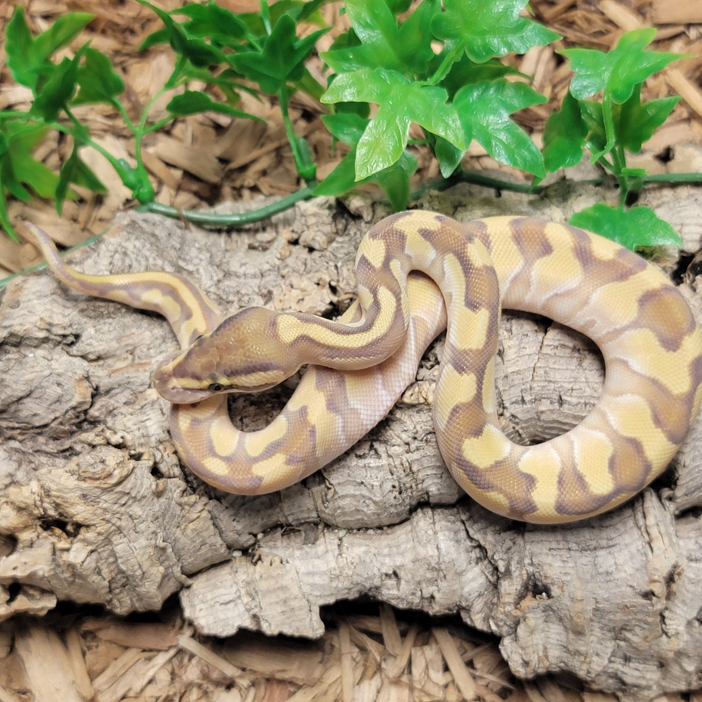 Enchi Orange Dream Lesser - F