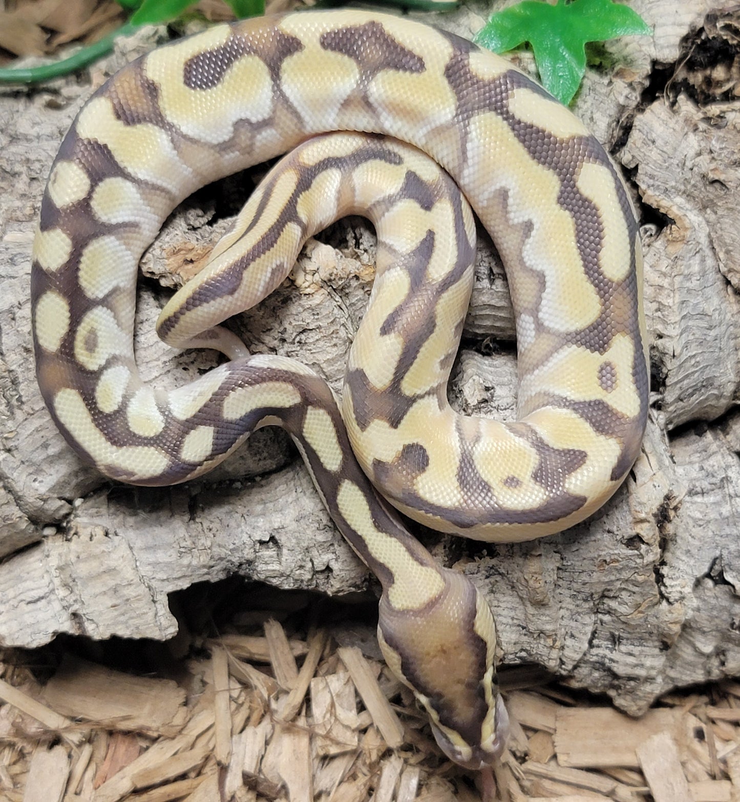Enchi Orange Dream Lesser - M