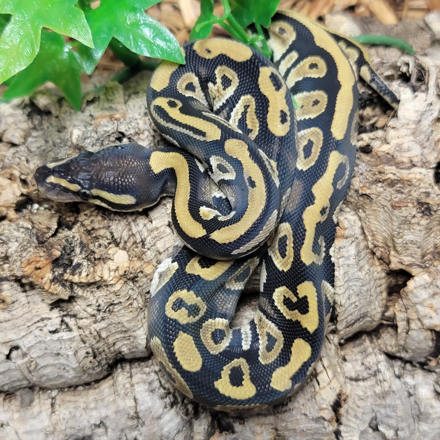 Mystic het Albino - M