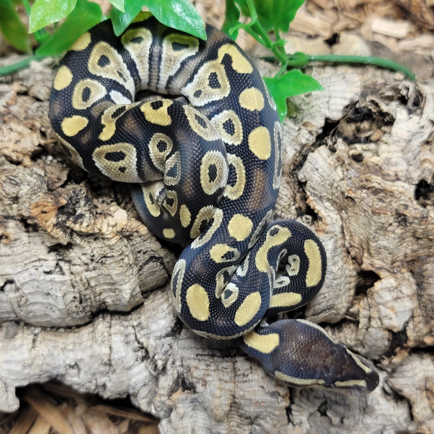 Mystic het Albino - F
