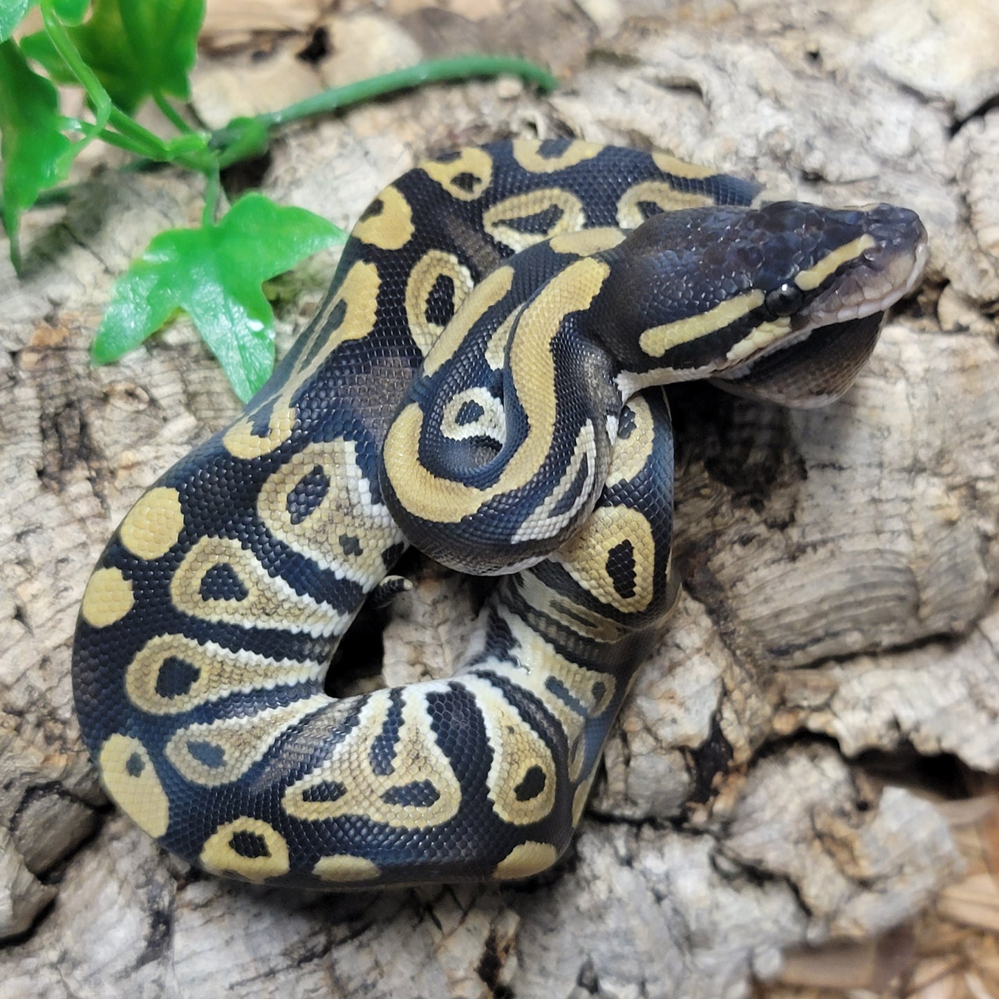 Mystic het Albino - F