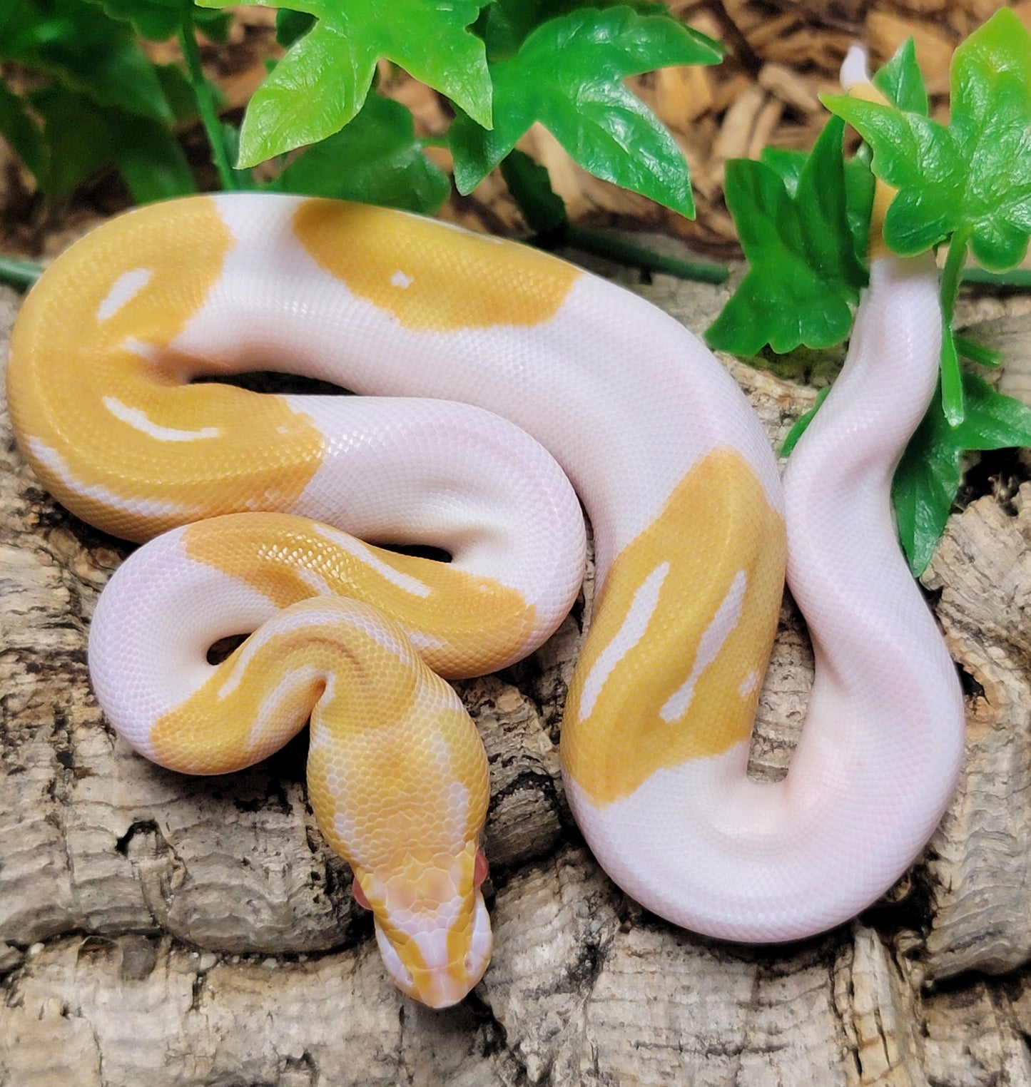 Albino Piebald - F