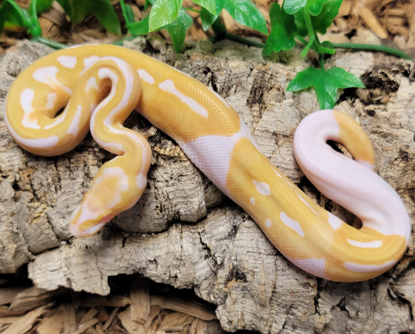 Albino Piebald - F