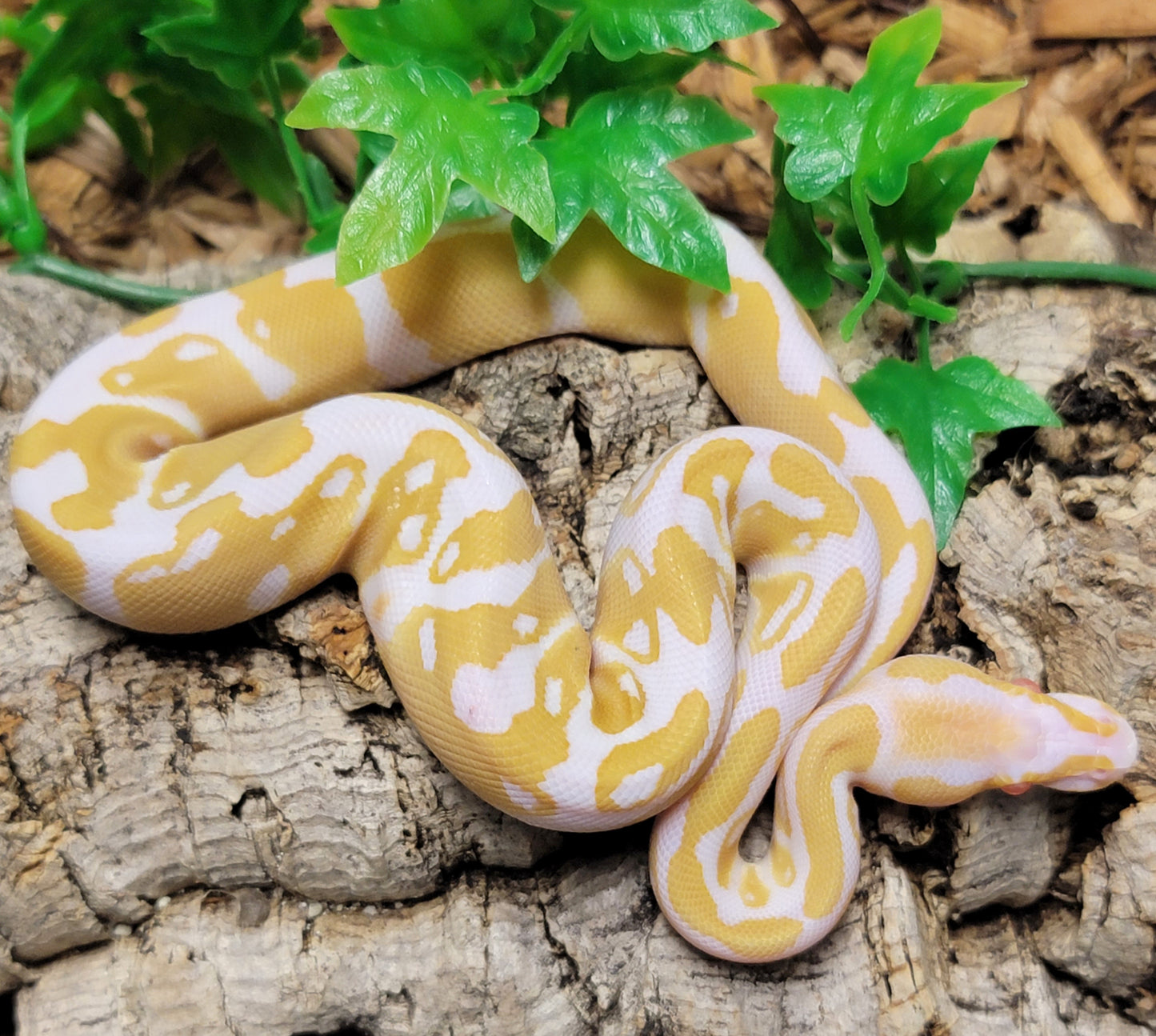 Albino het Piebald - M