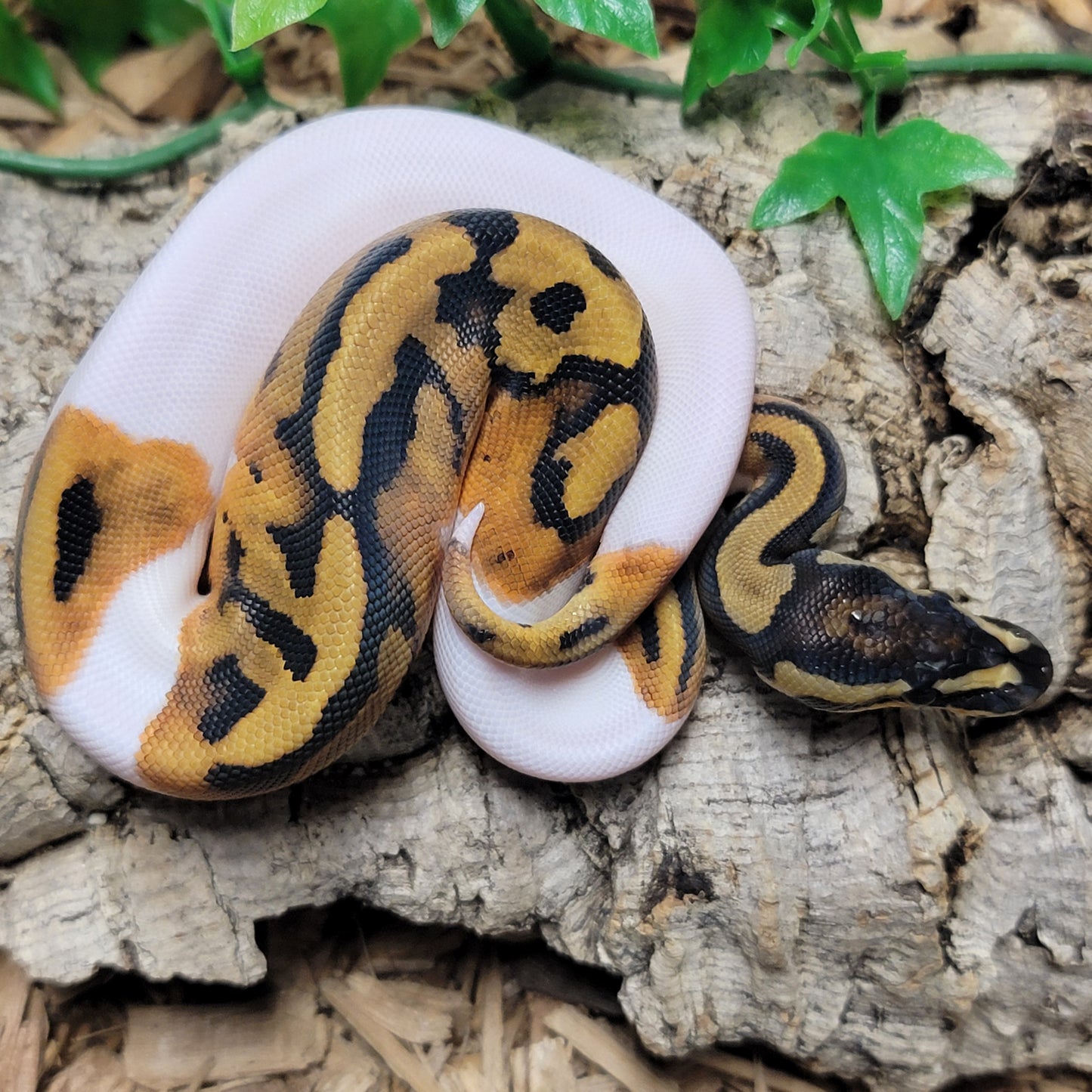 Piebald het Albino - F