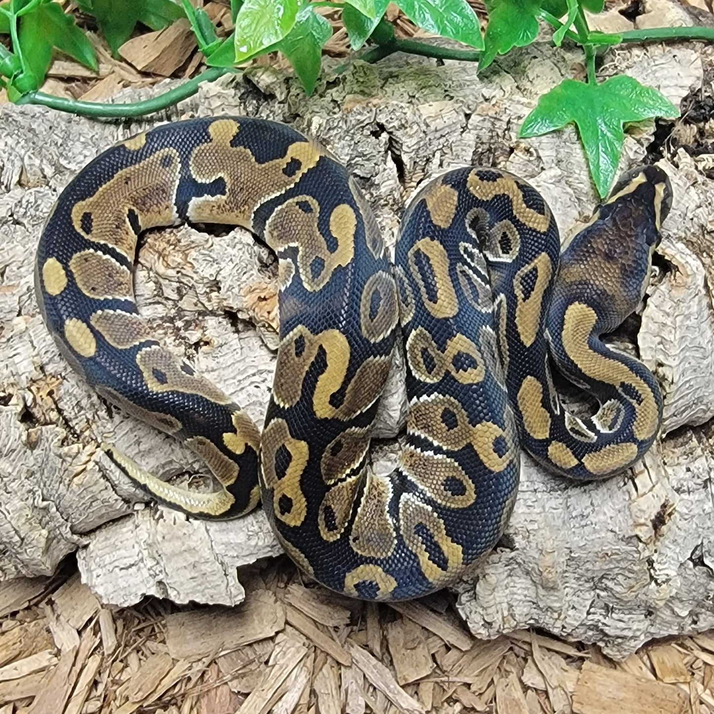 Double het Albino Pied - F