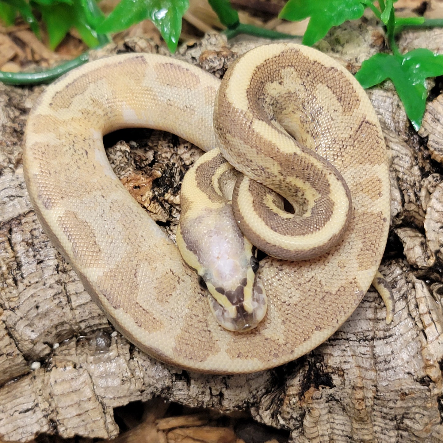 Vertigo Fire Vanilla Yellow Belly - M1