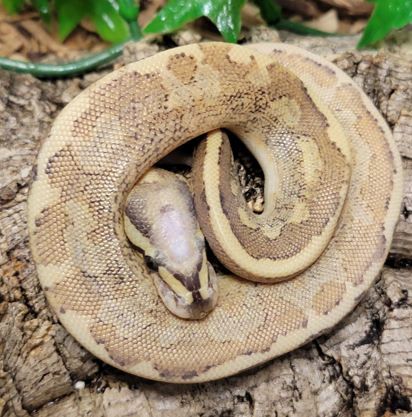 Vertigo Fire Vanilla Yellow Belly - M2
