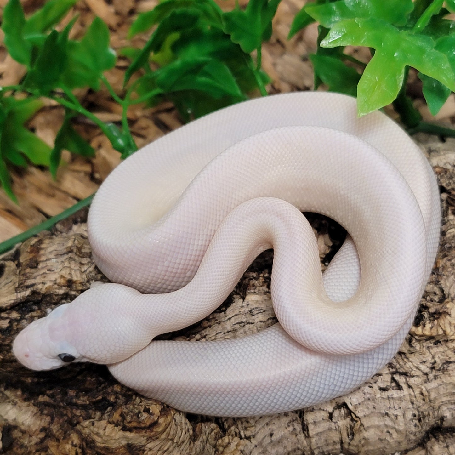 Blue Eyed Leucistic (LesserXBamboo) - M