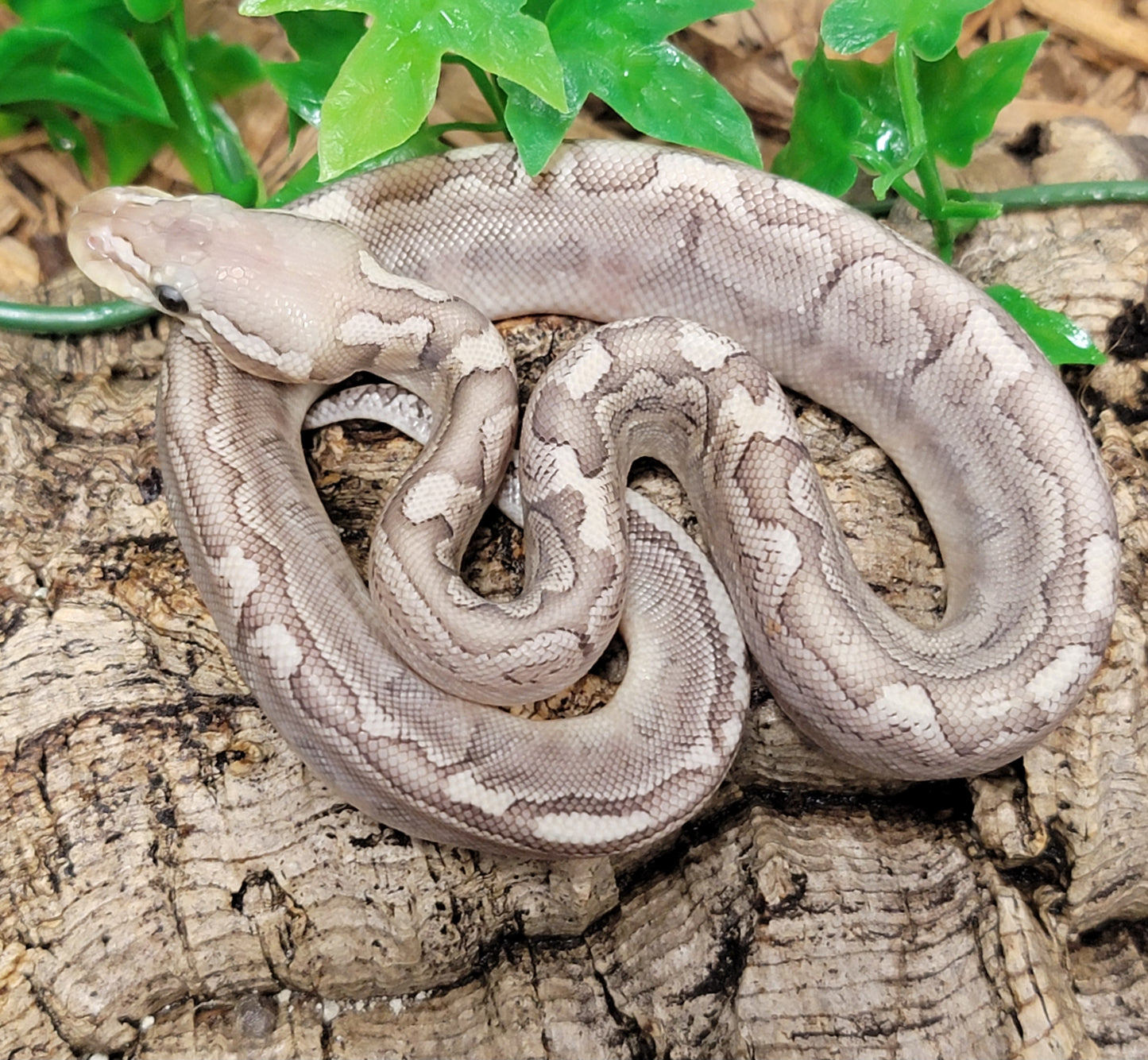 Pastel Bamboo - F
