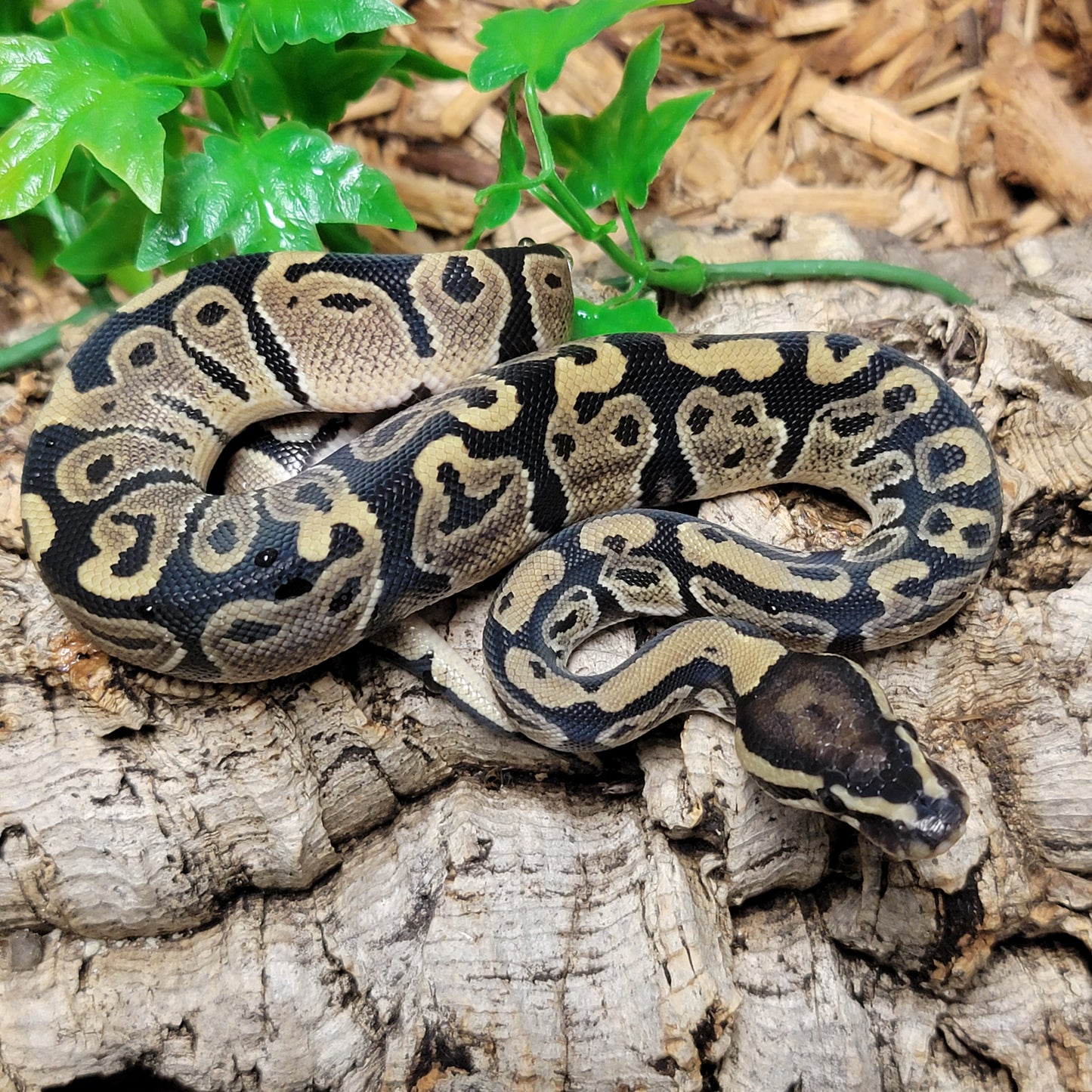 Triple het VPI Axanthic X Pied (Lightning Pied) X TSK or Jolif Axanthic - F