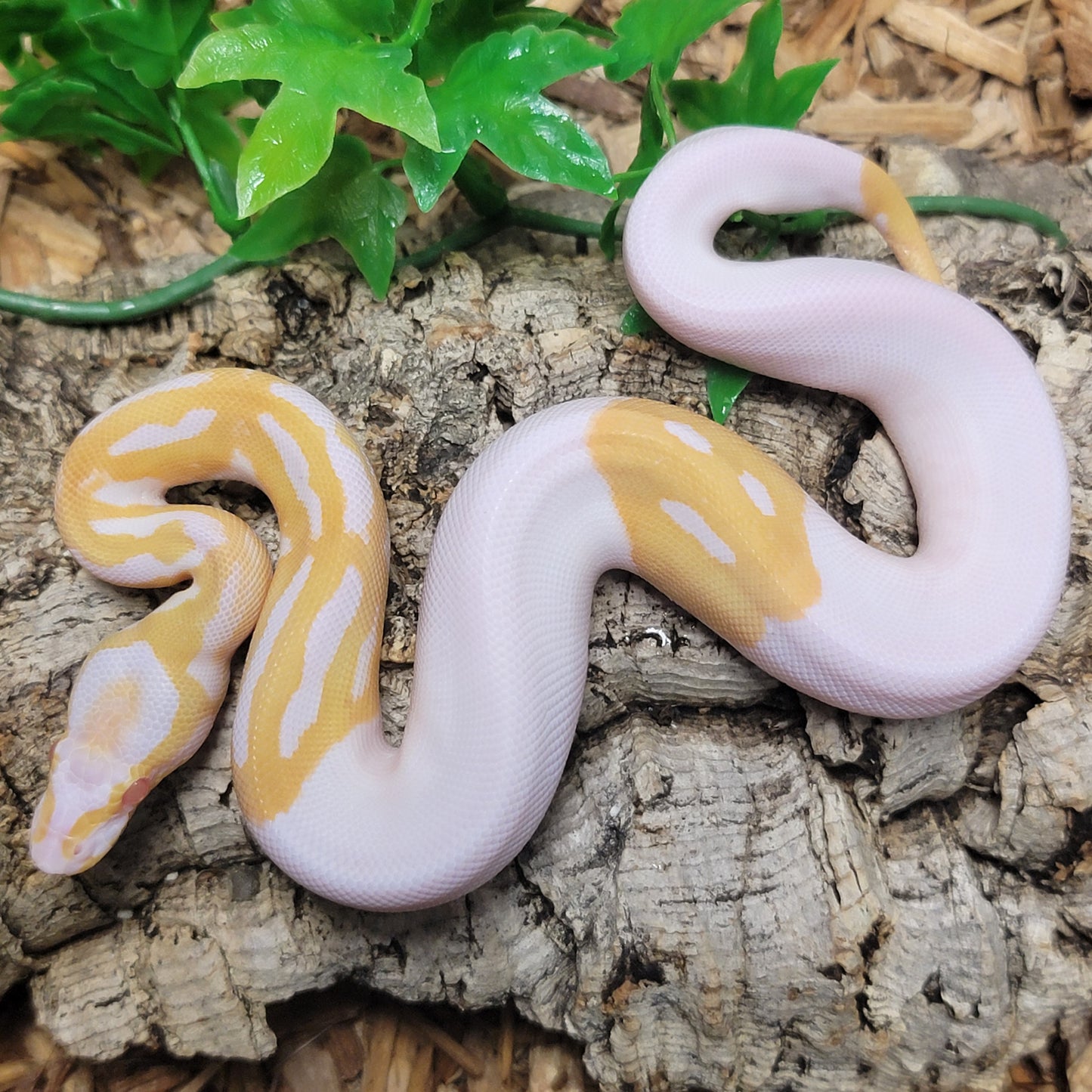 Albino Pied w/Ghost face - M