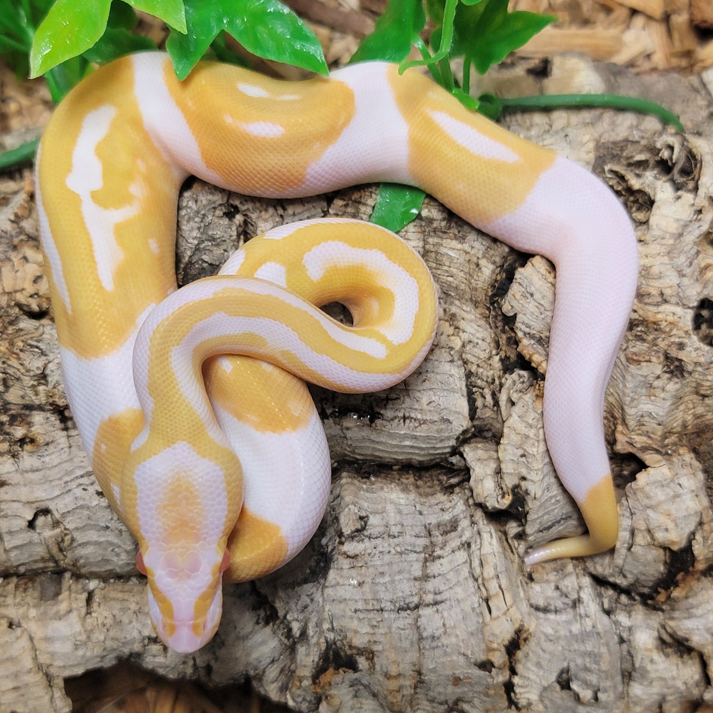 Albino Pied - F