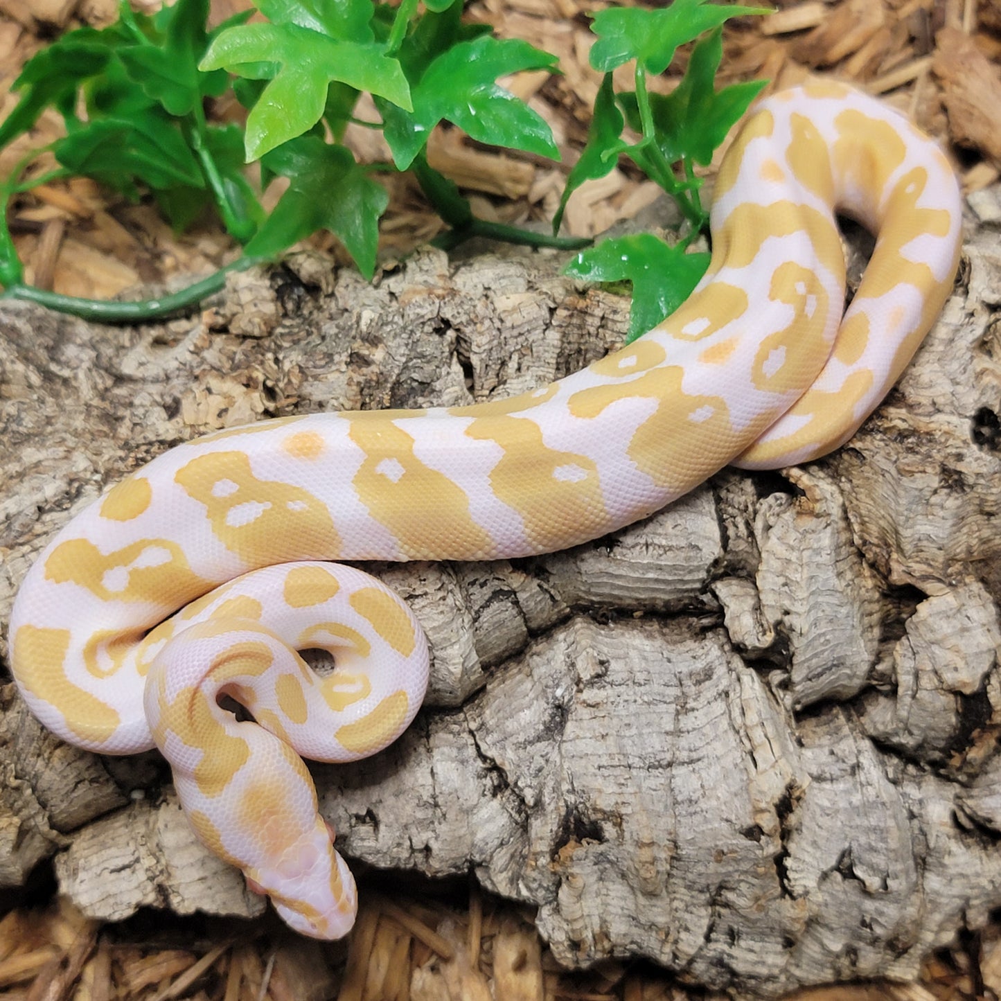 Albino het Pied - F