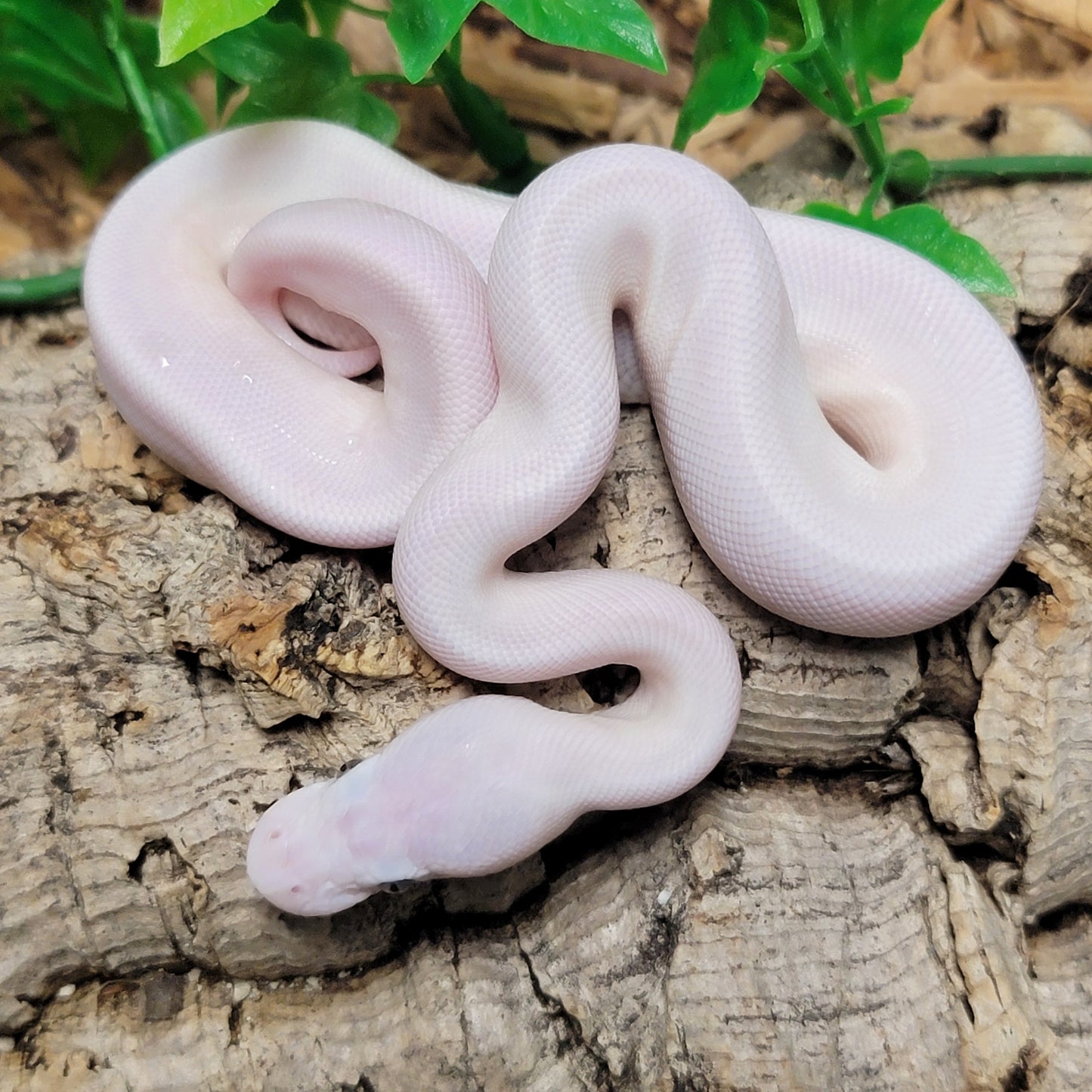 Blue Eyed Leucistic (Mojave Lesser) poss GHI - F