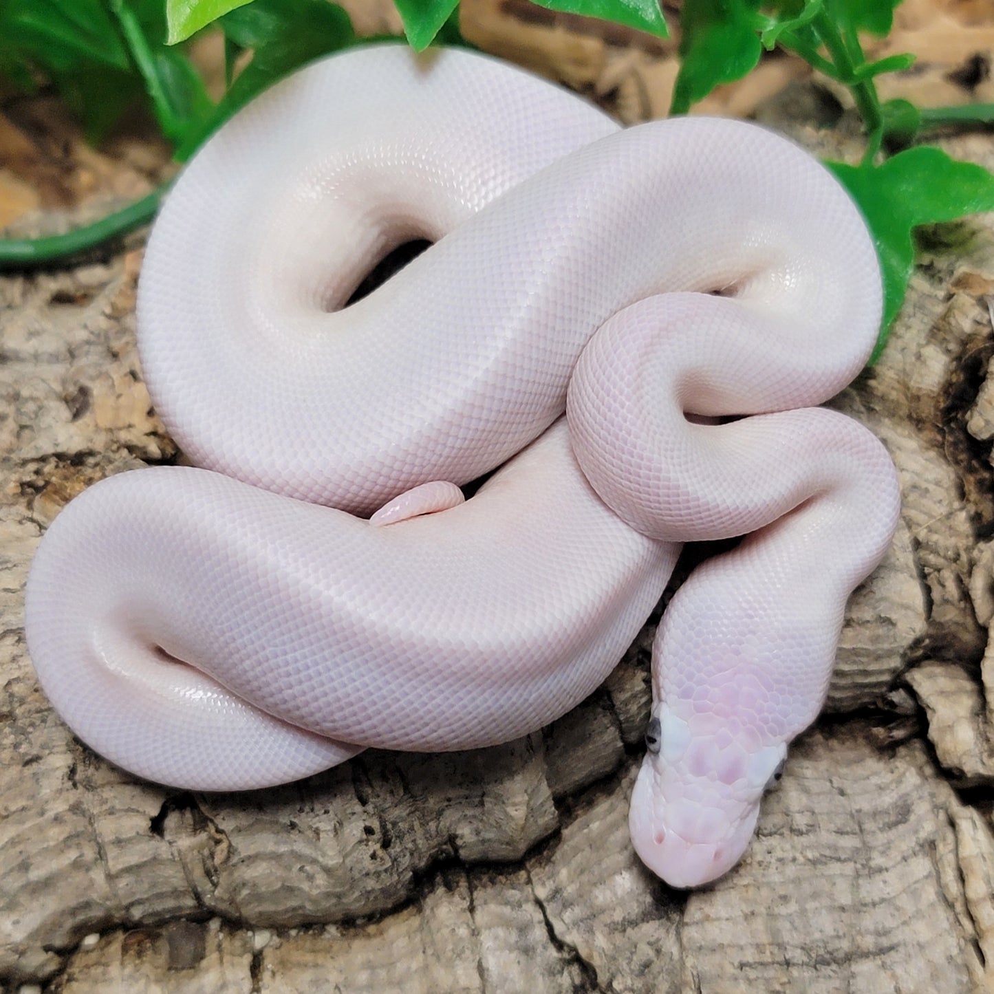 Blue Eyed Leucistic (Mojave Lesser) poss GHI - F